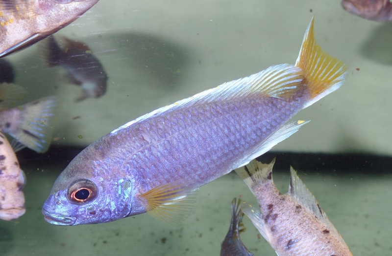 Pseudotropheus sp. 'acei' Chimwalani Reef